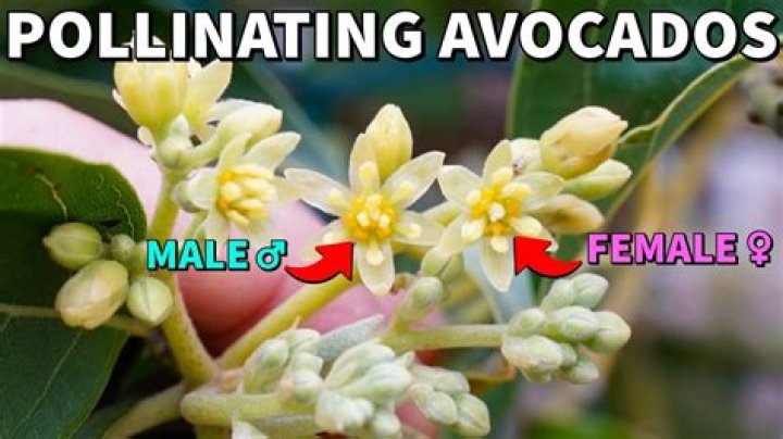 Are avocado trees self pollinating