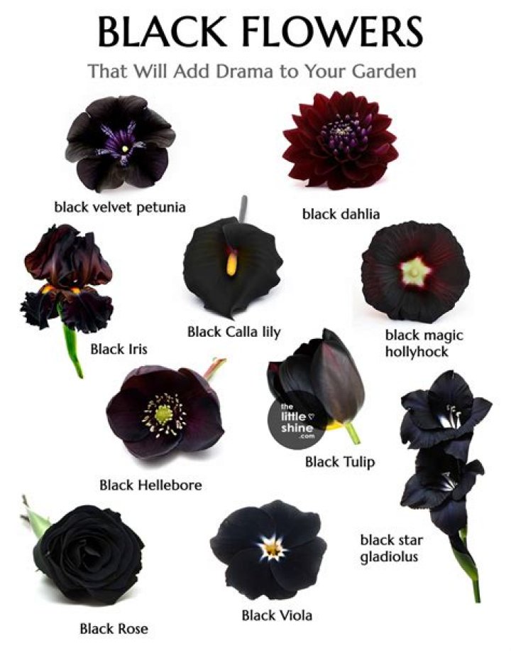 Are black flowers rare