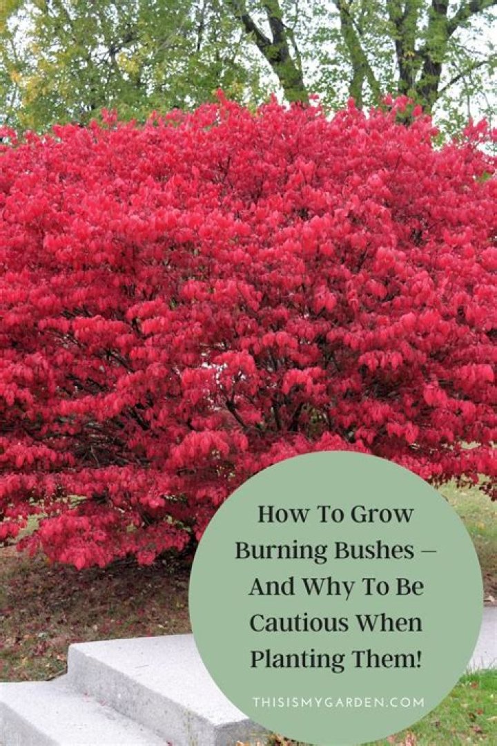 Are Burning Bushes Hardy