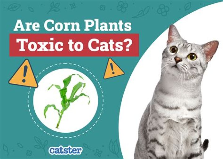 Are corn plants toxic to cats