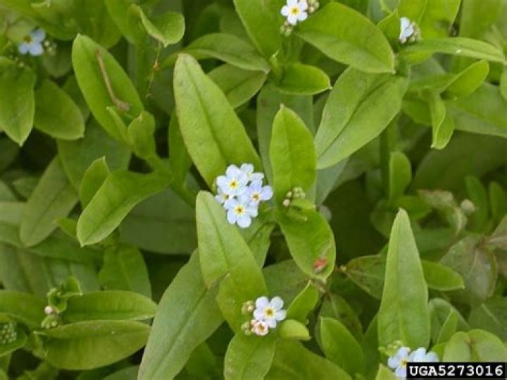 Are Forget Me Nots invasive