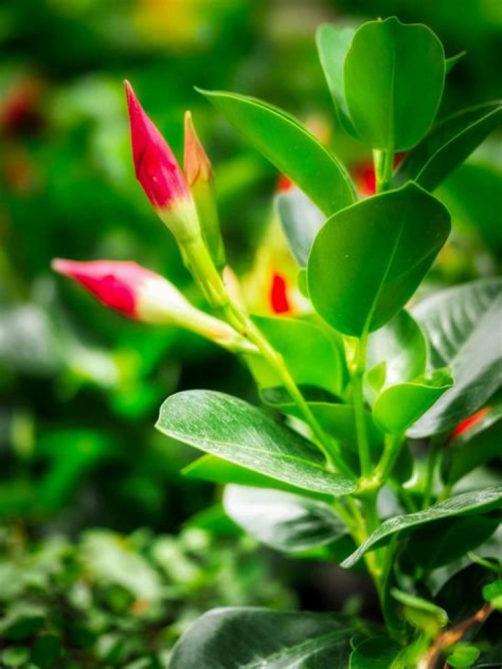 Are Mandevilla annual or perennial