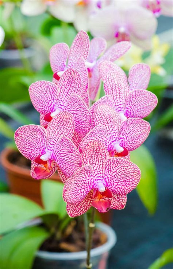 Are orchids OK in bathrooms