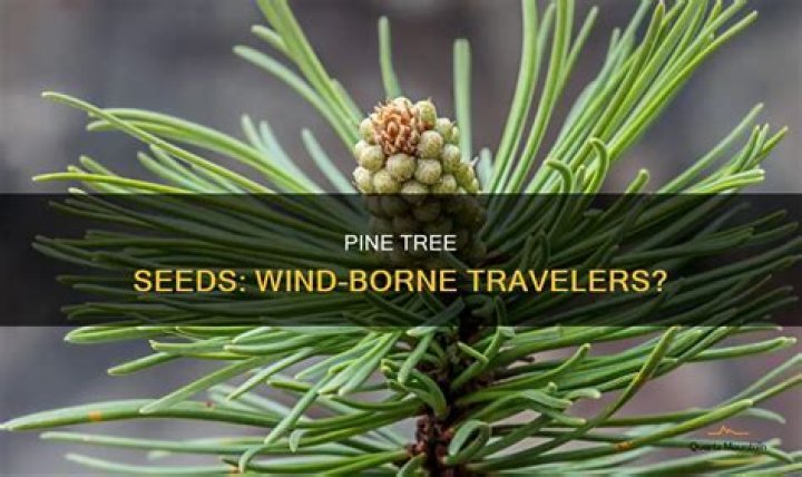 Are pine trees wind resistant