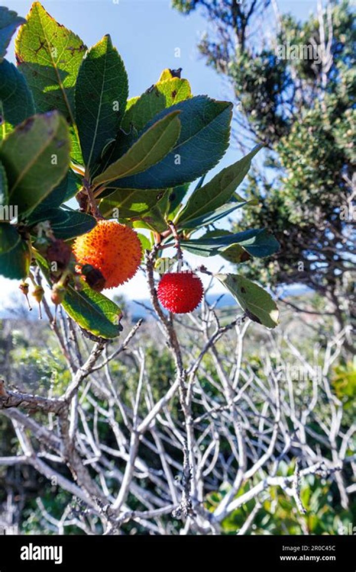 Are strawberry trees Evergreen