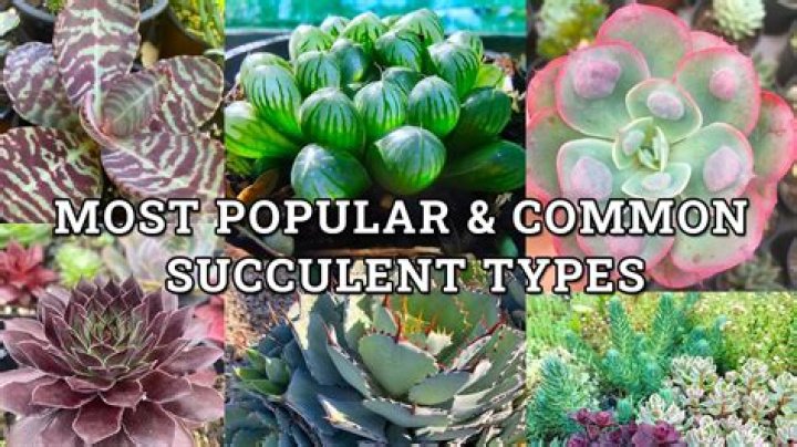 Are Succulents angiosperms