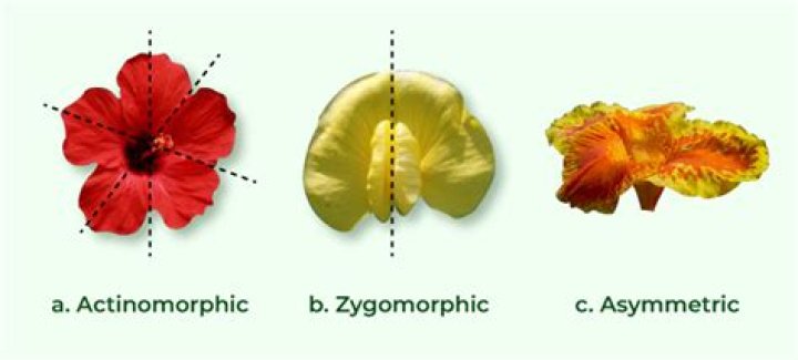 Are sunflower Actinomorphic or Zygomorphic