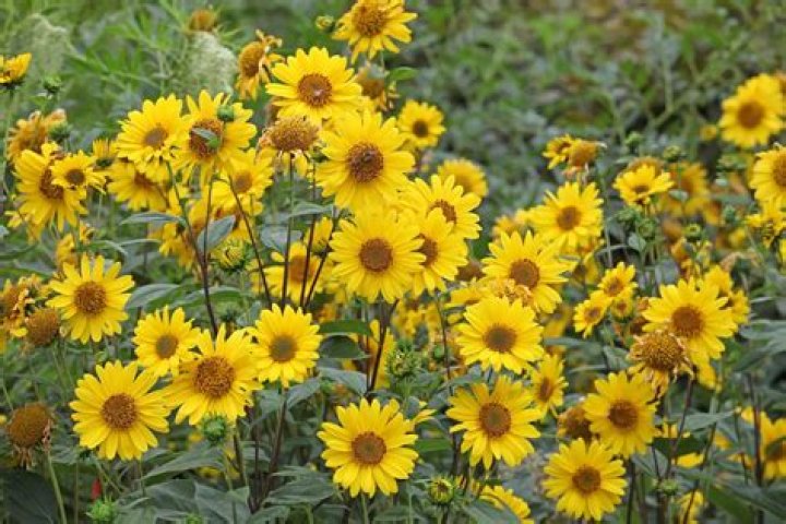 Are sunflowers considered wildflowers