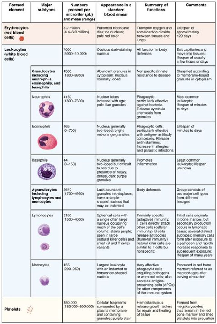 Are there different types of red blood cells