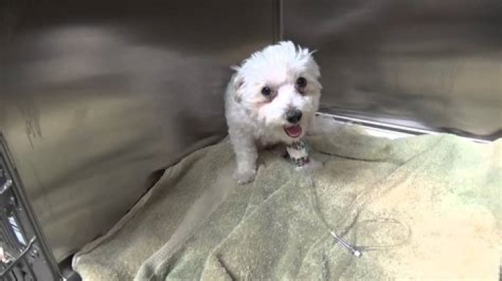 Can a dog die from eclampsia