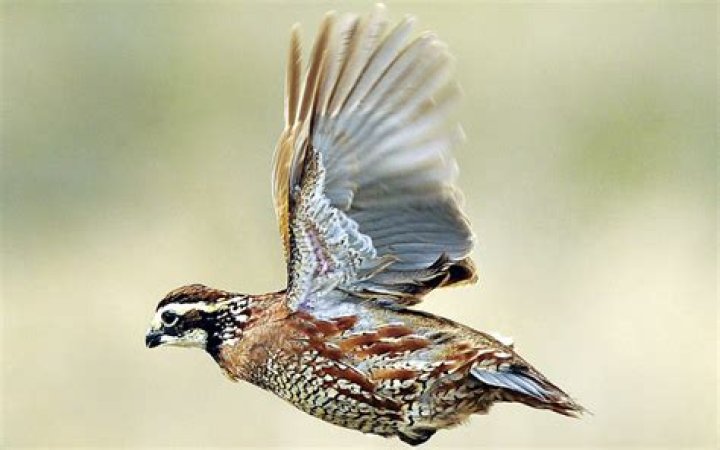 Can baby quail fly
