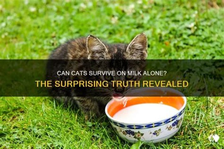 Can cats live on milk