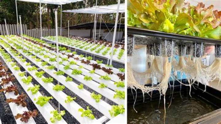 Can coffee be grown hydroponically