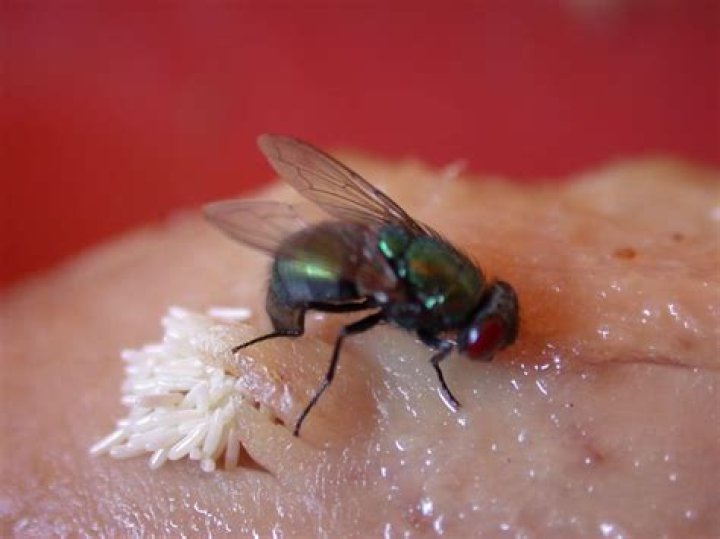 Can fly eggs hatch in your stomach