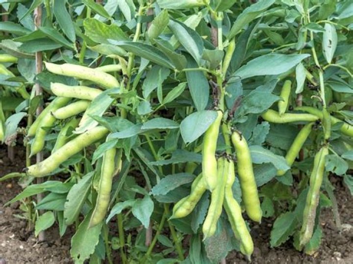 Can I dry broad beans