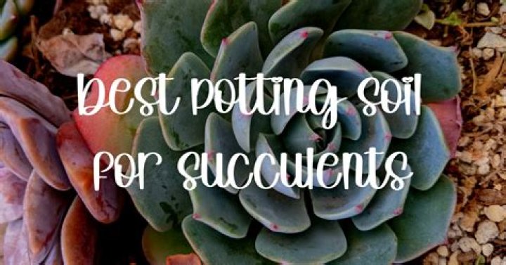 Can I plant succulents in regular potting soil
