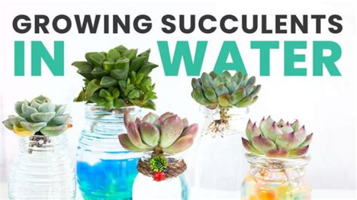 Can I water my succulents with tap water