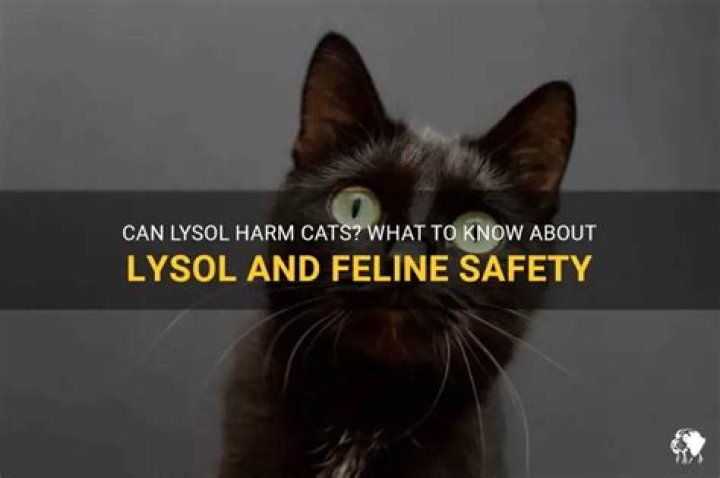 Can Lysol kill cats