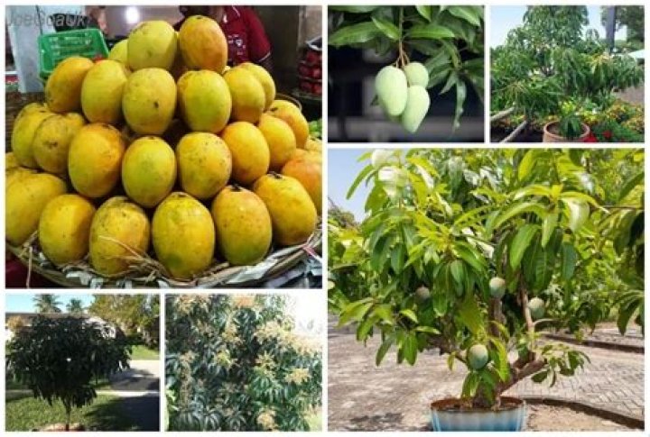 Can mango tree grow in Florida