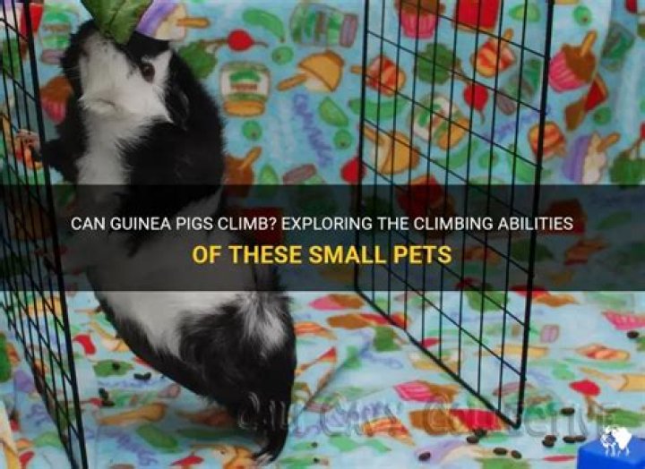 Can micro pigs climb stairs