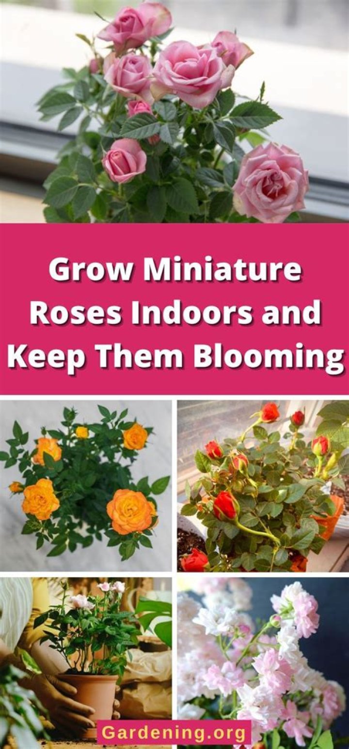 Can mini roses survive indoors