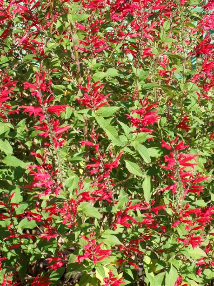 Can pineapple sage be grown indoors