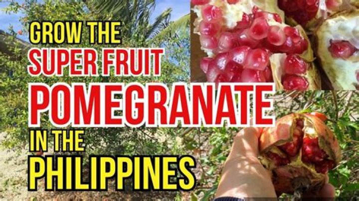 Can pomegranate grow in Philippines