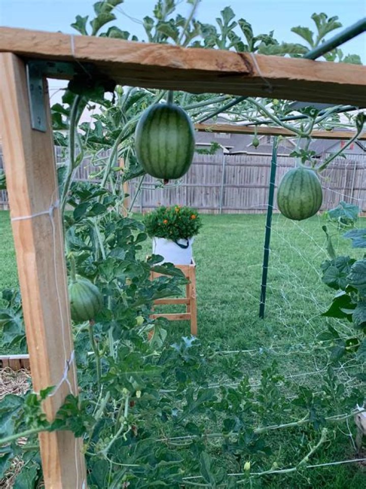 Can Watermelon be planted with tomatoes