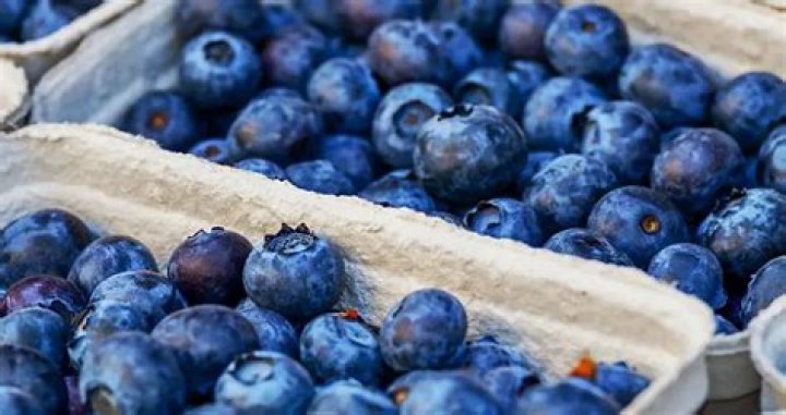Can wild bunnies eat blueberries