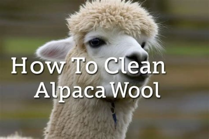 Can you dry clean alpaca