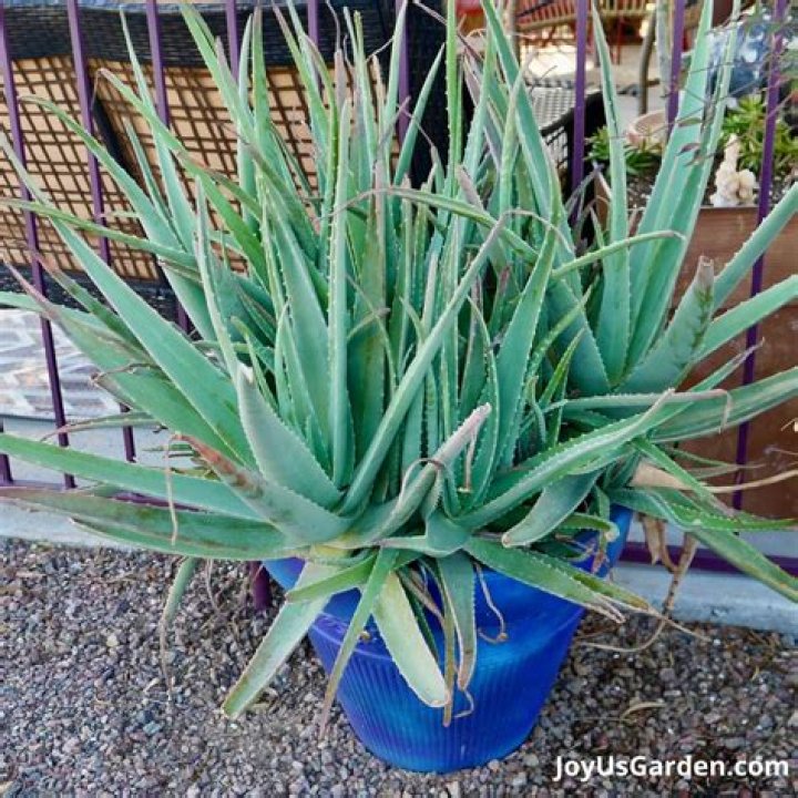 Can you eat an aloe vera plant