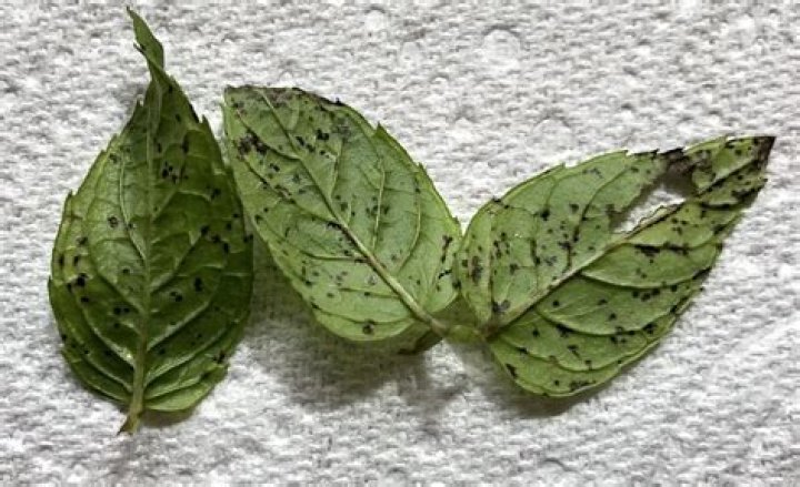 Can you eat mint leaves with white spots