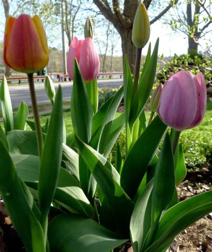 Can you get tulips in November