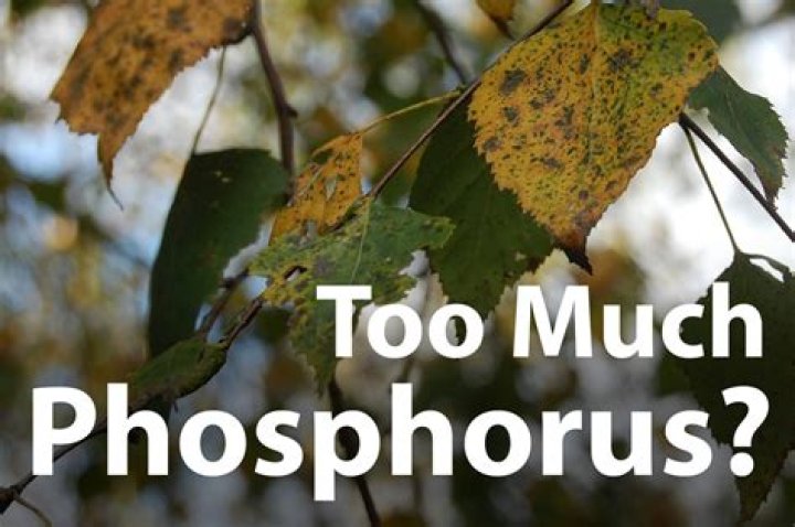 Can you give a plant too much phosphorus
