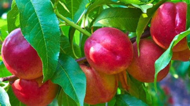 Can you grow nectarines in Canada