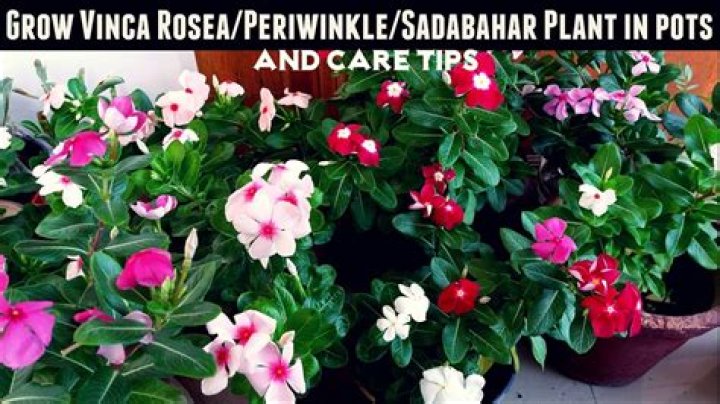Can you grow periwinkle from cuttings