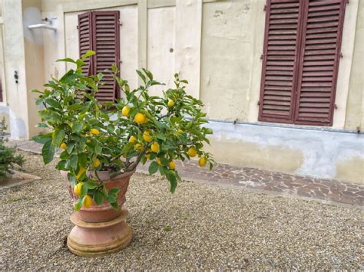 Can you plant a Meyer lemon tree in the ground