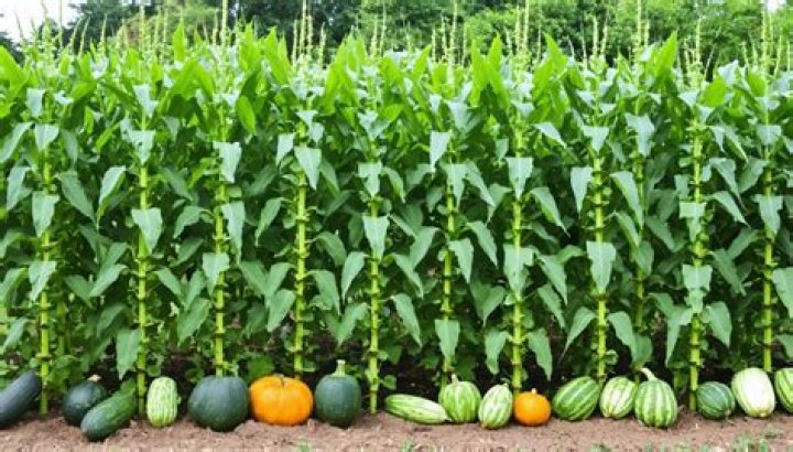 Can you plant beans and squash together