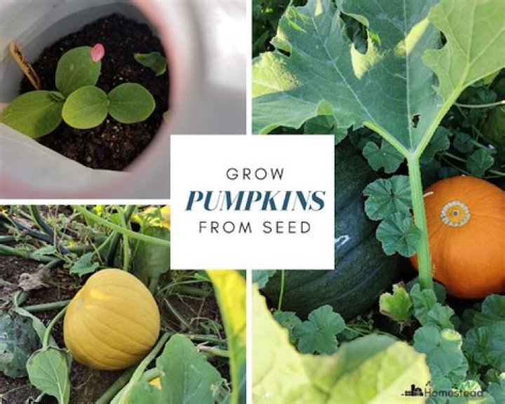 Can you plant pumpkin seeds in August