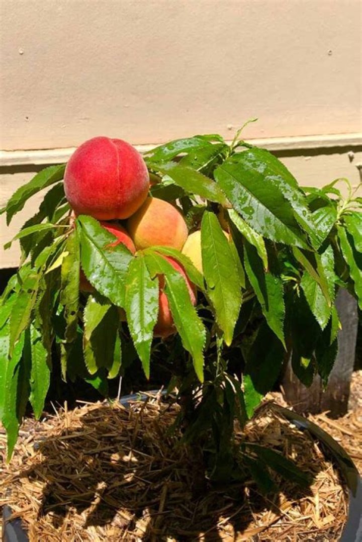 Can you root a peach tree limb