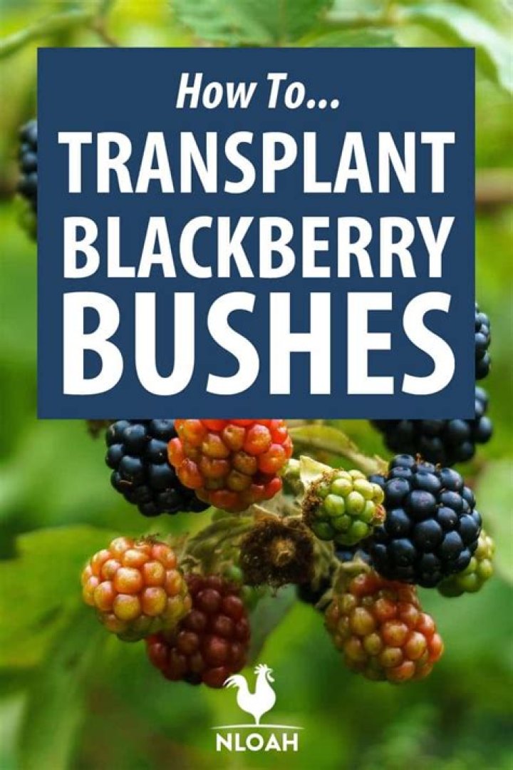 Can you transplant blackberry bushes in the spring