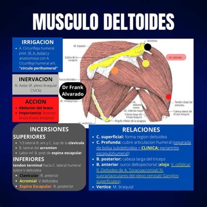 ¿Cuántos tipos de del músculo deltoides