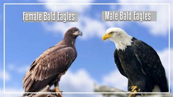 Do all eagles have a white head