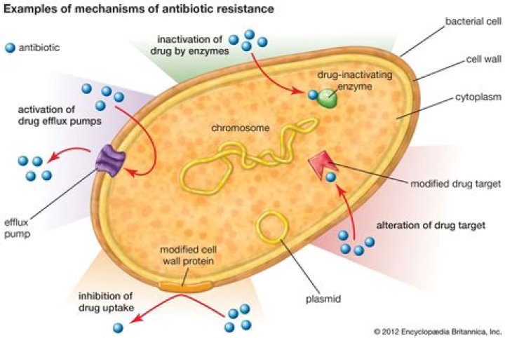 Do bacteria have metabolism