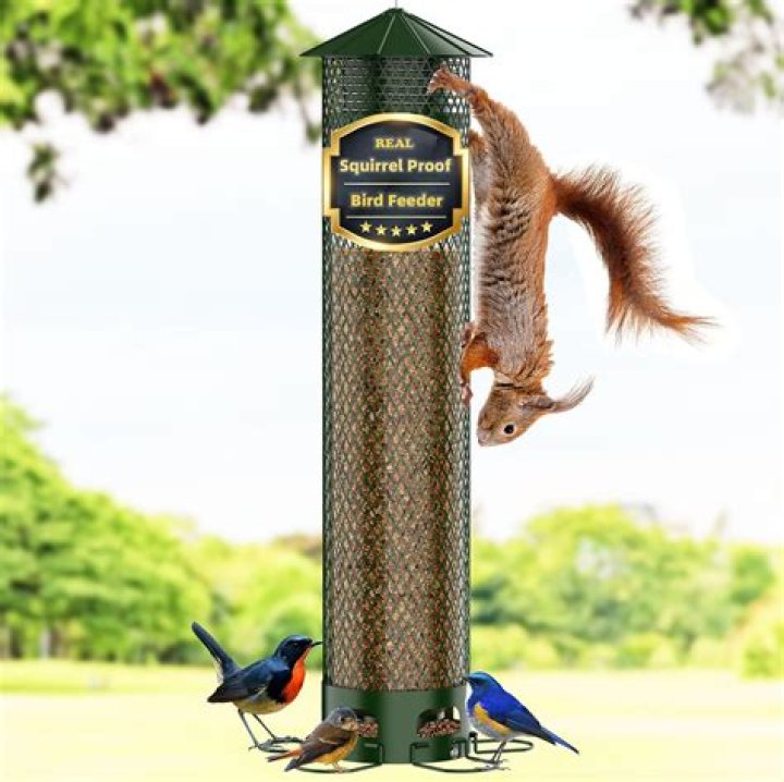Do bird feeders attract squirrels