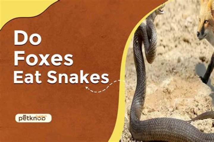 Do foxes eat snakes