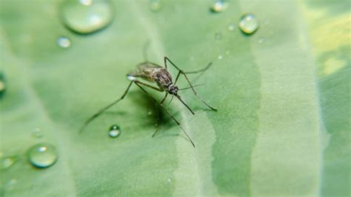 Do Mosquitoes breed in standing water