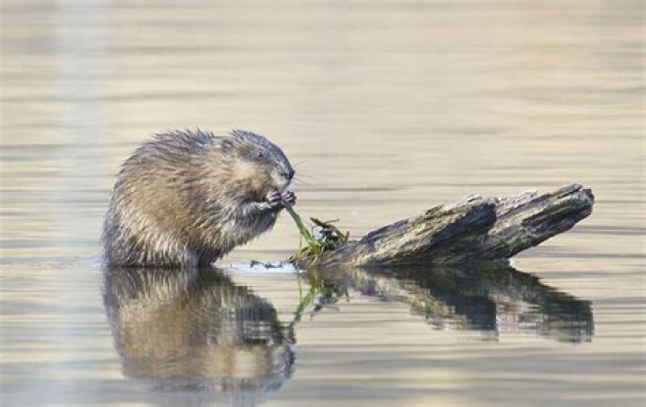 Do Muskrats cause any damage