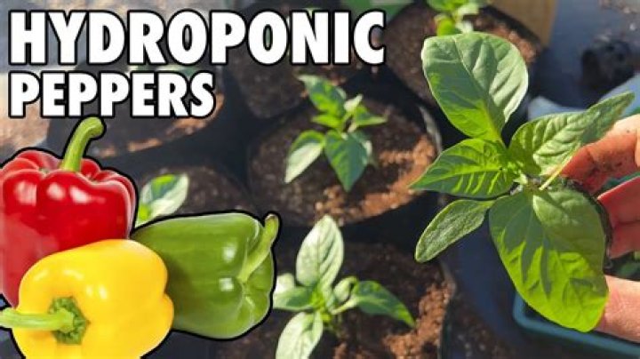 Do peppers grow well with tomatoes