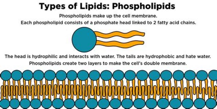 Do phospholipids form cell membranes